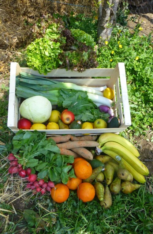 Le grand panier de fruits et légumes BIO