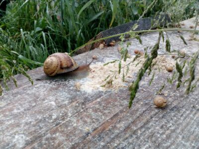 escargots en bocaux