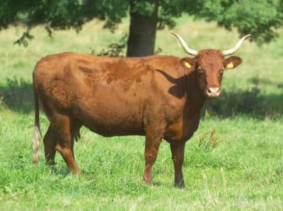 Viande de Boeuf - SALERS